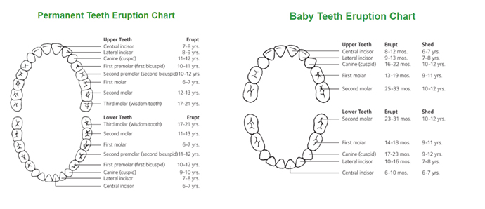 Your baby’s teeth